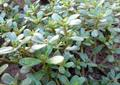 Porthlace oleracea